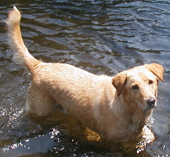 Tiger River